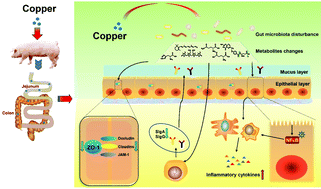 Graphical abstract: Toxic effects of copper on the jejunum and colon of pigs: mechanisms related to gut barrier dysfunction and inflammation influenced by the gut microbiota