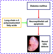 Graphical abstract: N-3 polyunsaturated fatty acids effectively protect against neural tube defects in diabetic mice induced by streptozotocin