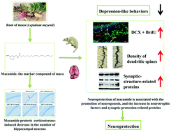 Graphical abstract: Neuroprotective effects of macamide from maca (Lepidium meyenii Walp.) on corticosterone-induced hippocampal impairments through its anti-inflammatory, neurotrophic, and synaptic protection properties