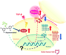 Graphical abstract: Oxyresveratrol inhibits human colon cancer cell migration through regulating epithelial–mesenchymal transition and microRNA