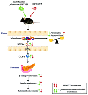 Graphical abstract: Lactobacillus plantarum SHY130 isolated from yak yogurt attenuates hyperglycemia in C57BL/6J mice by regulating the enteroinsular axis
