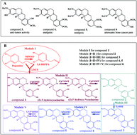 Graphical abstract: Biosynthesis of plant-specific alkaloids tetrahydroprotoberberines in engineered Escherichia coli