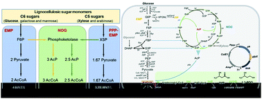 Graphical abstract: Tunable hybrid carbon metabolism coordination for the carbon-efficient biosynthesis of 1,3-butanediol in Escherichia coli