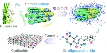 Graphical abstract: Selective degradation of hemicellulose into oligosaccharides assisted by ZrOCl2 and their potential application as a tanning agent