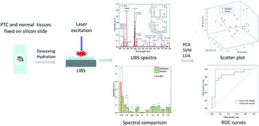 Graphical abstract: Elemental analysis and identification of papillary thyroid cancer tissues using laser-induced breakdown spectroscopy