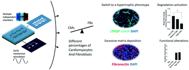 Graphical abstract: A dynamic microscale mid-throughput fibrosis model to investigate the effects of different ratios of cardiomyocytes and fibroblasts