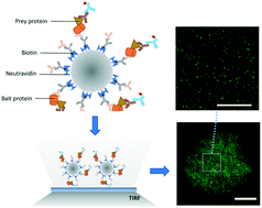 Graphical abstract: Analyzing protein–protein interactions in rare cells using microbead-based single-molecule pulldown assay