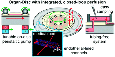Graphical abstract: Peristaltic on-chip pump for tunable media circulation and whole blood perfusion in PDMS-free organ-on-chip and Organ-Disc systems
