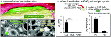 Graphical abstract: Nanostructural analysis of distinct nucleation sites in pathological mineralization
