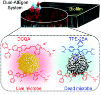 Graphical abstract: A biocompatible dual-AIEgen system without spectral overlap for quantitation of microbial viability and monitoring of biofilm formation