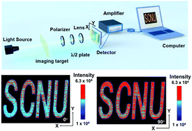 Graphical abstract: High performance polarization-sensitive self-powered imaging photodetectors based on a p-Te/n-MoSe2 van der Waals heterojunction with strong interlayer transition