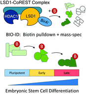Graphical abstract: Proximity-dependent biotin identification (BioID) reveals a dynamic LSD1–CoREST interactome during embryonic stem cell differentiation