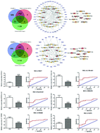 Graphical abstract: Identification of novel biomarkers for intracerebral hemorrhage via long noncoding RNA-associated competing endogenous RNA network
