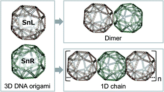 Graphical abstract: Chiral 3D DNA origami structures for ordered heterologous arrays