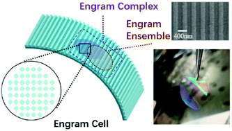Graphical abstract: A nanoimprinted artificial engram device