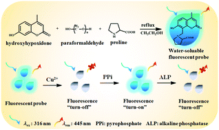 Graphical abstract: A novel copper ion sensing fluorescent probe for fast detection of pyrophosphate and alkaline phosphatase