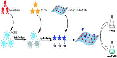 Graphical abstract: A NiAg-graphene quantum dot-graphene hybrid with high oxidase-like catalytic activity for sensitive colorimetric detection of malathion