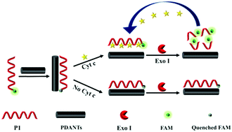 Graphical abstract: A highly sensitive fluorescent biosensor for the detection of cytochrome c based on polydopamine nanotubes and exonuclease I amplification