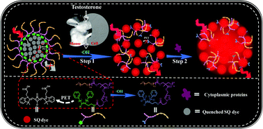 Graphical abstract: Ultra-low background signaling cascade amplifiers for in vivo fluorescence imaging of hydroxyl radical production induced by testosterone