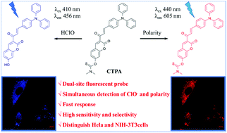 Graphical abstract: A novel dual-site ICT/AIE fluorescent probe for detecting hypochlorite and polarity in living cells