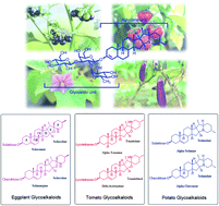 Graphical abstract: Solanum steroidal glycoalkaloids: structural diversity, biological activities, and biosynthesis