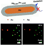 Graphical abstract: 4.9% Au stabilizes Ag in an atomically homogenous bimetallic alloy for anisotropic nanocrystals with enhanced stability under light irradiation
