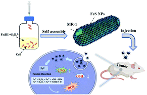 Graphical abstract: Regulating the synthesis rate and yield of bio-assembled FeS nanoparticles for efficient cancer therapy