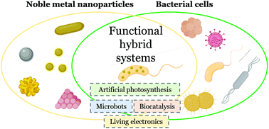 Graphical abstract: Prospects and applications of synergistic noble metal nanoparticle-bacterial hybrid systems