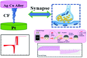 Graphical abstract: Alloy electrode engineering in memristors for emulating the biological synapse