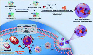 Graphical abstract: Mitochondria targeted composite enzyme nanogels for synergistic starvation and photodynamic therapy