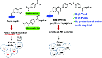 Graphical abstract: Facile synthesis of rapamycin-peptide conjugates as mTOR and Akt inhibitors