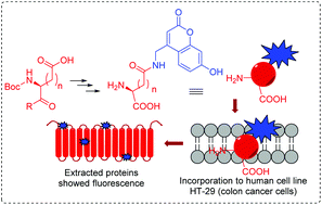 Graphical abstract: Fluorescent glutamine and asparagine as promising probes for chemical biology