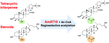 Graphical abstract: AmAT19, an acetyltransferase from Astragalus membranaceus, catalyses specific 6α-OH acetylation for tetracyclic triterpenes and steroids