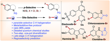 Graphical abstract: Predictable site-selective functionalization: Promoter group assisted para-halogenation of N-substituted (hetero)aromatics under metal-free condition