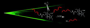 Graphical abstract: Green-light photocleavable meso-methyl BODIPY building blocks for macromolecular chemistry