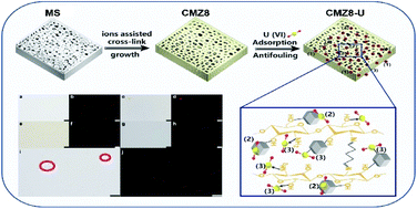 Graphical abstract: Ion cross-linking assisted synthesis of ZIF-8/chitosan/melamine sponge with anti-biofouling activity for enhanced uranium recovery