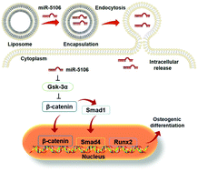 Graphical abstract: MicroRNA-5106-based nanodelivery to enhance osteogenic differentiation and bone regeneration of bone mesenchymal stem cells through targeting of Gsk-3α