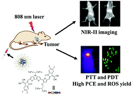 Graphical abstract: Asymmetric small organic molecule-based NIR-II fluorophores for high performance tumor phototheranostics