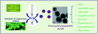 Graphical abstract: Green synthesis of gold nanoparticles using an antiepileptic plant extract: in vitro biological and photo-catalytic activities