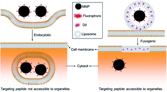 Graphical abstract: Fusogenic liposome-enhanced cytosolic delivery of magnetic nanoparticles