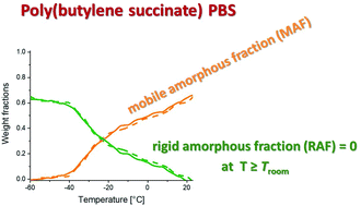 Graphical abstract: Temperature dependence of the rigid amorphous fraction of poly(butylene succinate)