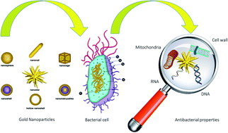 Graphical abstract: Anti-bacterial activity of gold nanocomposites as a new nanomaterial weapon to combat photogenic agents: recent advances and challenges