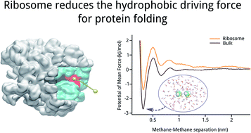 Graphical abstract: The driving force for co-translational protein folding is weaker in the ribosome vestibule due to greater water ordering