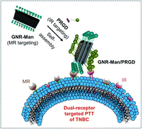 Graphical abstract: Graphene nanoribbon-based supramolecular ensembles with dual-receptor targeting function for targeted photothermal tumor therapy