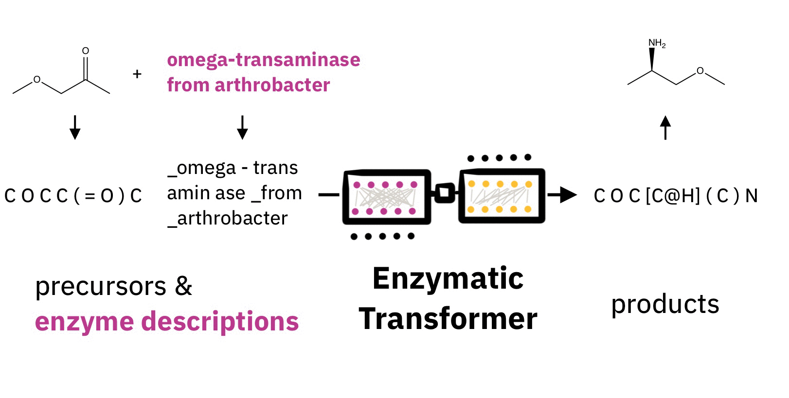 Graphical abstract: Predicting enzymatic reactions with a molecular transformer