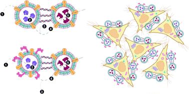 Graphical abstract: Clustering of catalytic nanocompartments for enhancing an extracellular non-native cascade reaction