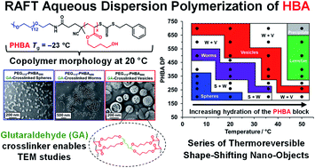 Graphical abstract: Shape-shifting thermoreversible diblock copolymer nano-objects via RAFT aqueous dispersion polymerization of 4-hydroxybutyl acrylate