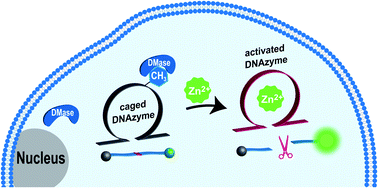 Graphical abstract: Intelligent demethylase-driven DNAzyme sensor for highly reliable metal-ion imaging in living cells