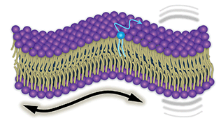 Graphical abstract: The dynamic face of lipid membranes