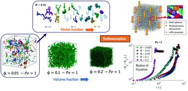 Graphical abstract: The role of hydrodynamic interactions on the aggregation kinetics of sedimenting colloidal particles